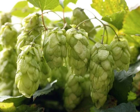 Create A Custom Hops Haven: Cultivating Hops Turns Out Easy and Rewarding
